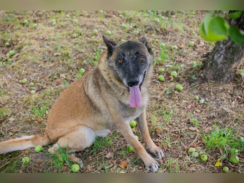 VOBIS - lernen, kuscheln, spazieren - wer zeigt dem lieben Senior wie schön ein Hundeleben sein kann