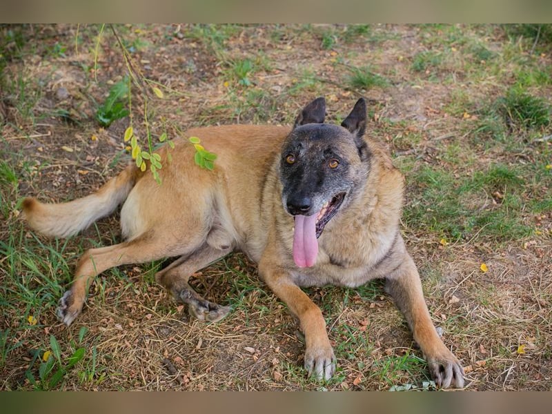 VOBIS - lernen, kuscheln, spazieren - wer zeigt dem lieben Senior wie schön ein Hundeleben sein kann