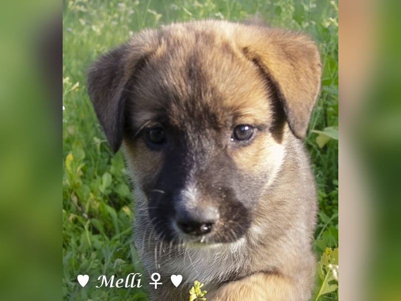 Die M-Mädels suchen ab Januar ein Zuhause