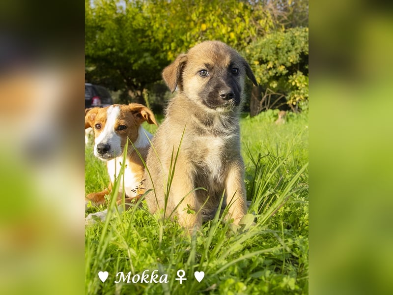 Die M-Mädels suchen ab Januar ein Zuhause