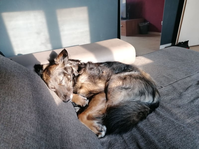 Kleine Belgischer Schäferhund - Border Collie - Mix sucht liebevolles neues Zuhause