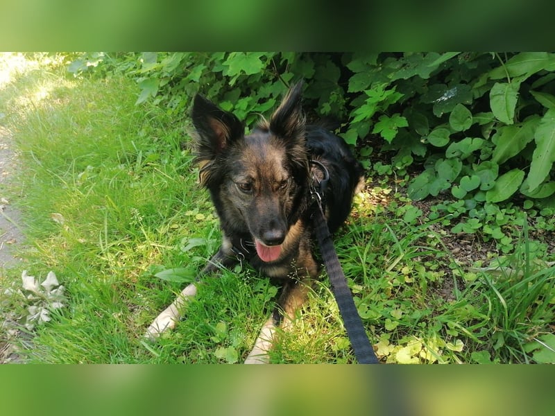 Kleine Belgischer Schäferhund - Border Collie - Mix sucht liebevolles neues Zuhause