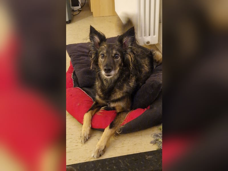 Kleine Belgischer Schäferhund - Border Collie - Mix sucht liebevolles neues Zuhause