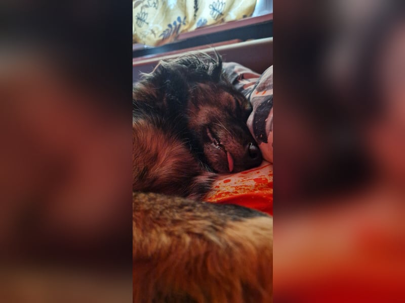 Kleine Belgischer Schäferhund - Border Collie - Mix sucht liebevolles neues Zuhause