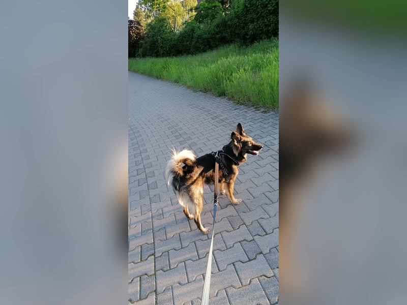 Kleine Belgischer Schäferhund - Border Collie - Mix sucht liebevolles neues Zuhause