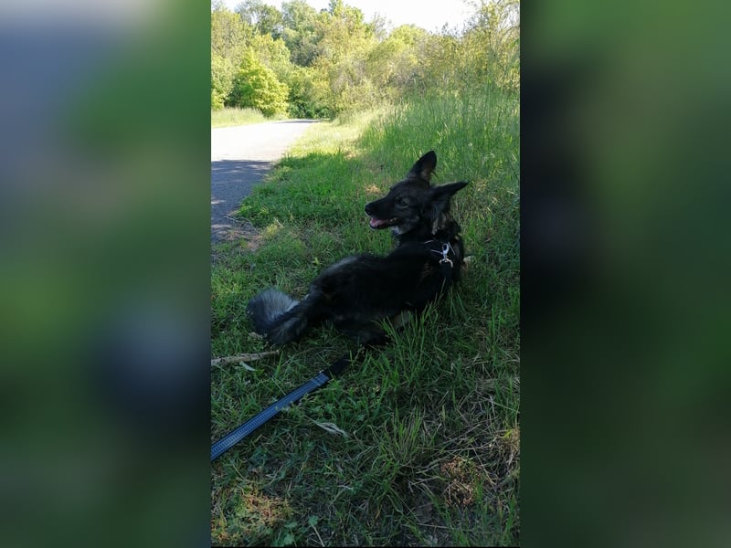 Kleine Belgischer Schäferhund - Border Collie - Mix sucht liebevolles neues Zuhause