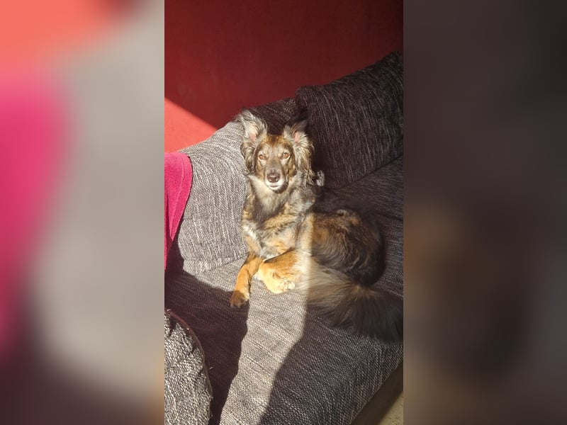 Kleine Belgischer Schäferhund - Border Collie - Mix sucht liebevolles neues Zuhause