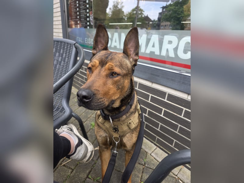 Dringend Lieber Malinois Mix Henry