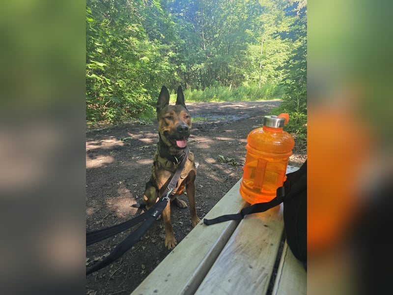 Dringend Lieber Malinois Mix Henry