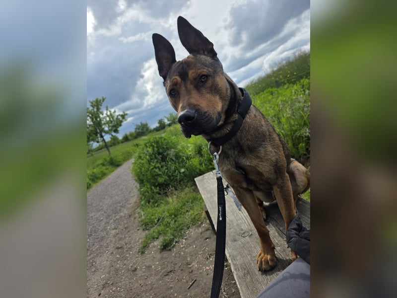 Dringend Lieber Malinois Mix Henry