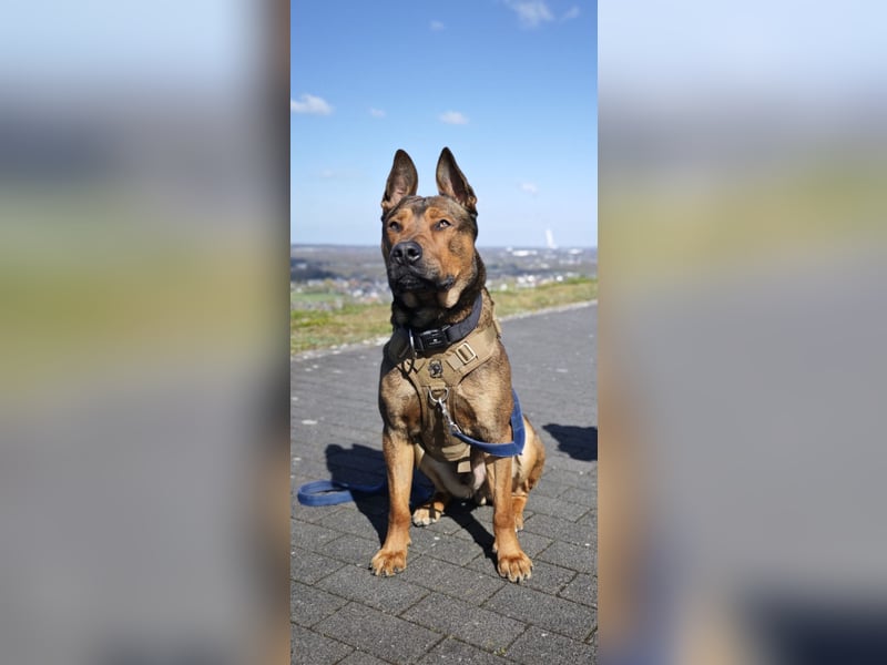 Dringend Lieber Malinois Mix Henry