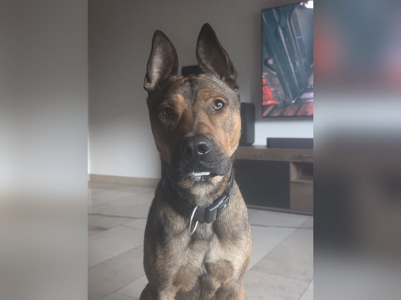 Dringend Lieber Malinois Mix Henry