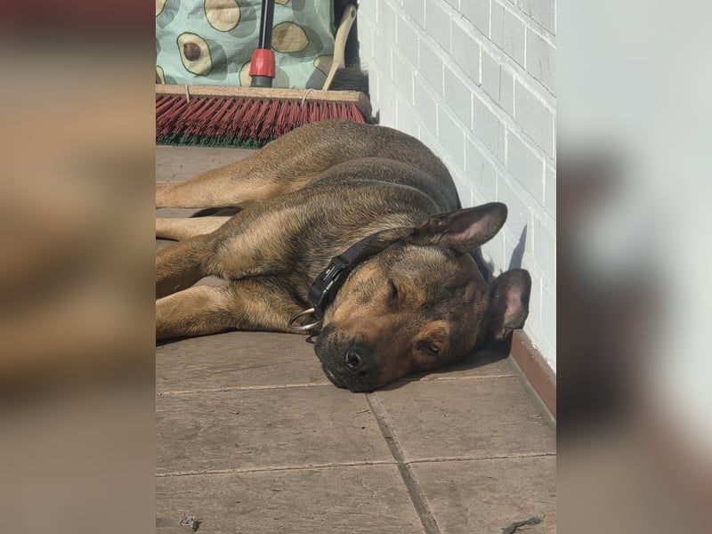Dringend Lieber Malinois Mix Henry