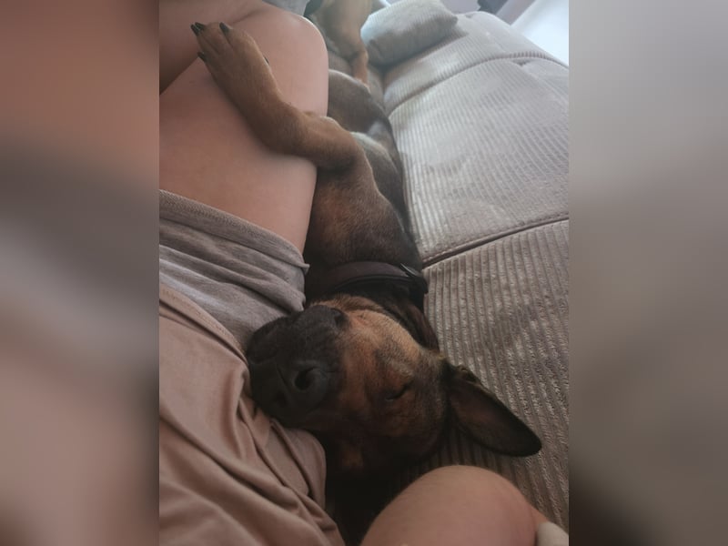 Dringend Lieber Malinois Mix Henry