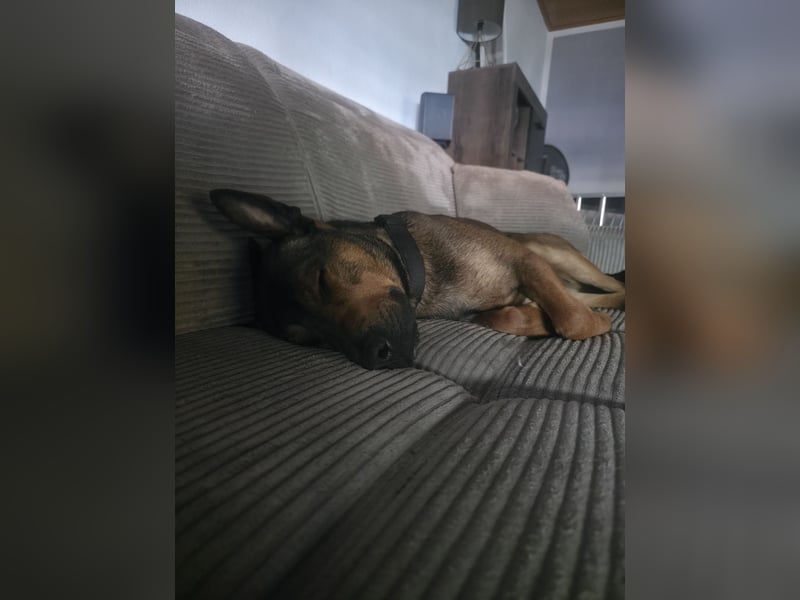 Dringend Lieber Malinois Mix Henry