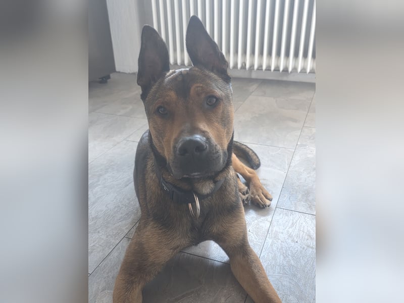 Dringend Lieber Malinois Mix Henry