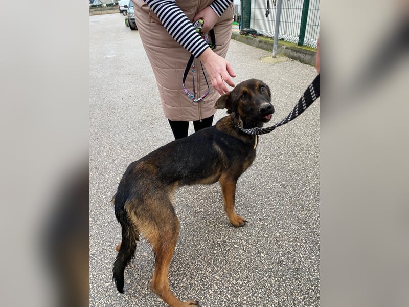 Charles sucht sein forever Home❤️