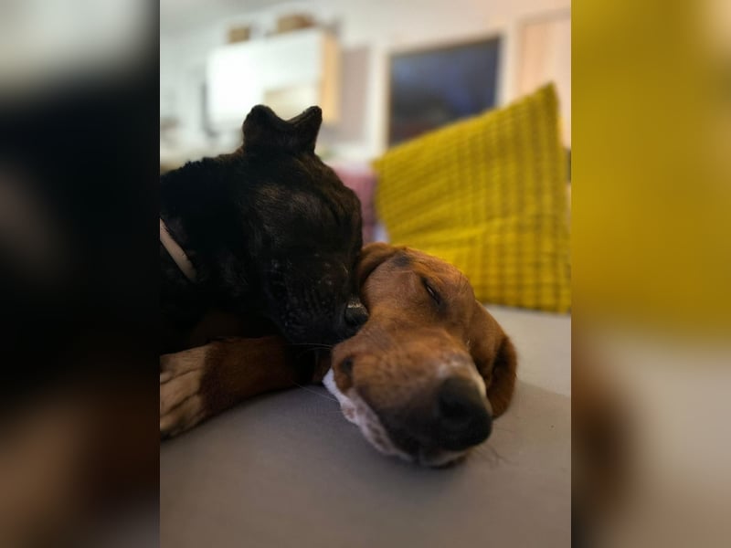 Charles sucht sein forever Home❤️