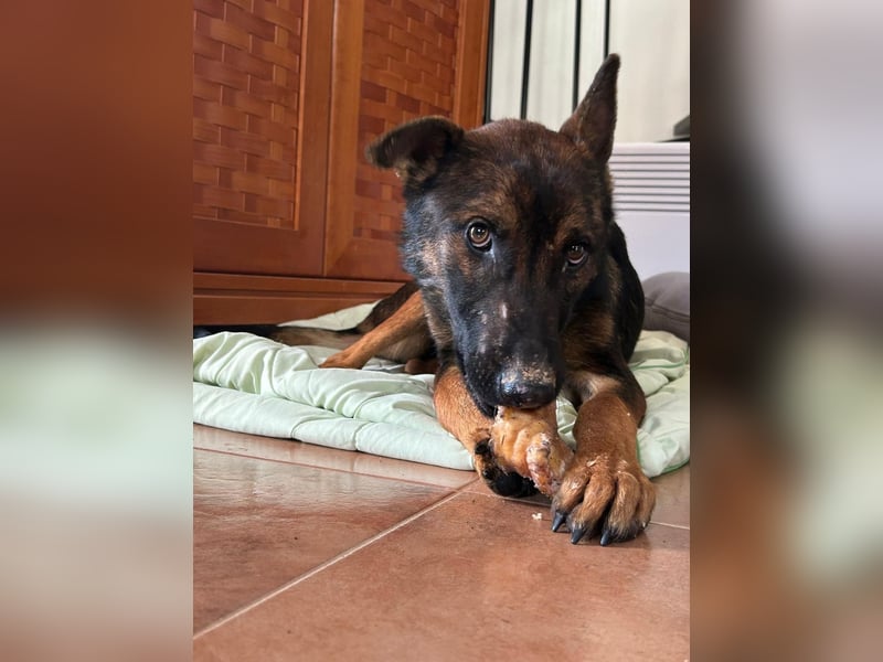 Charles sucht sein forever Home❤️