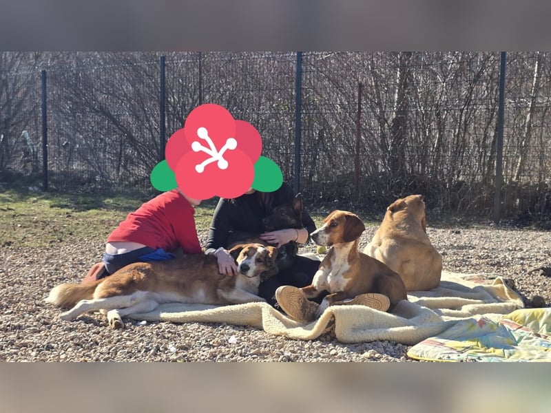 Charles sucht sein forever Home❤️