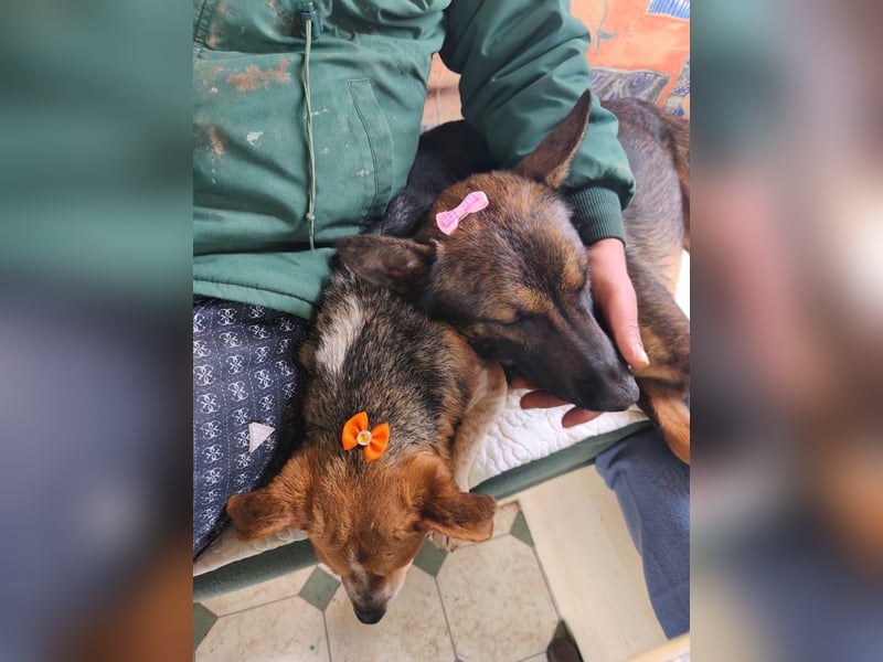 Charles sucht sein forever Home❤️