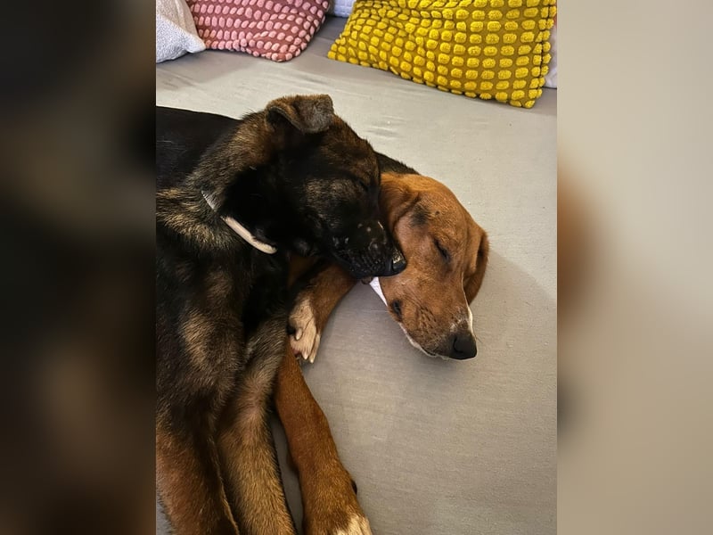 Charles sucht sein forever Home❤️