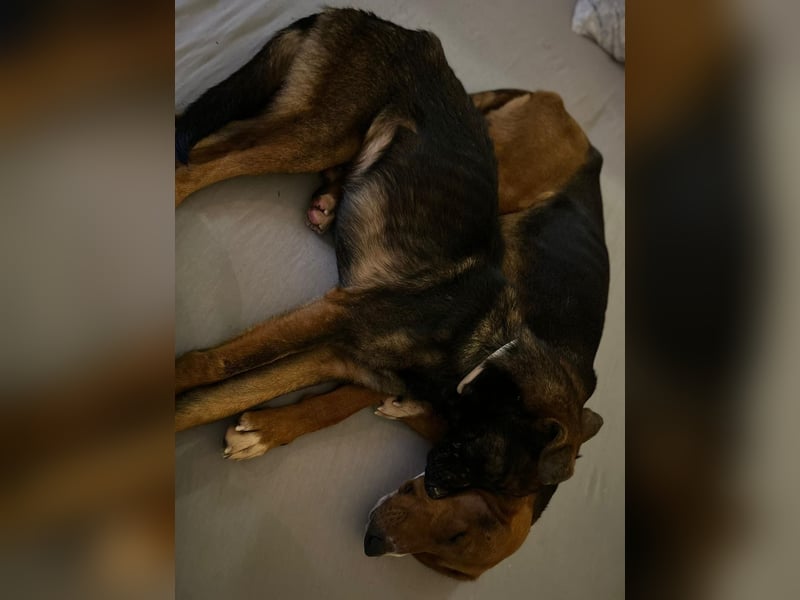 Charles sucht sein forever Home❤️