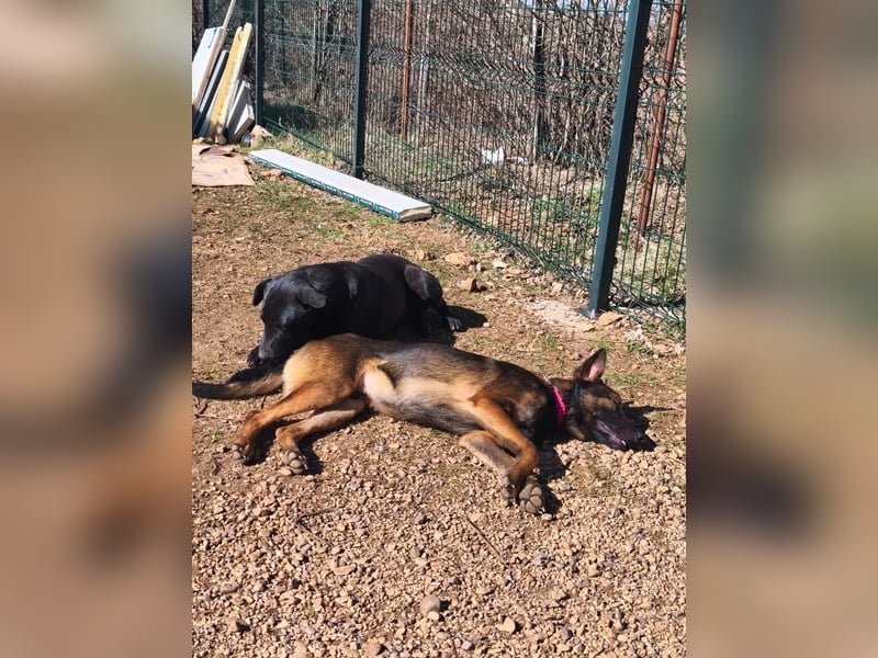 Charles sucht sein forever Home❤️