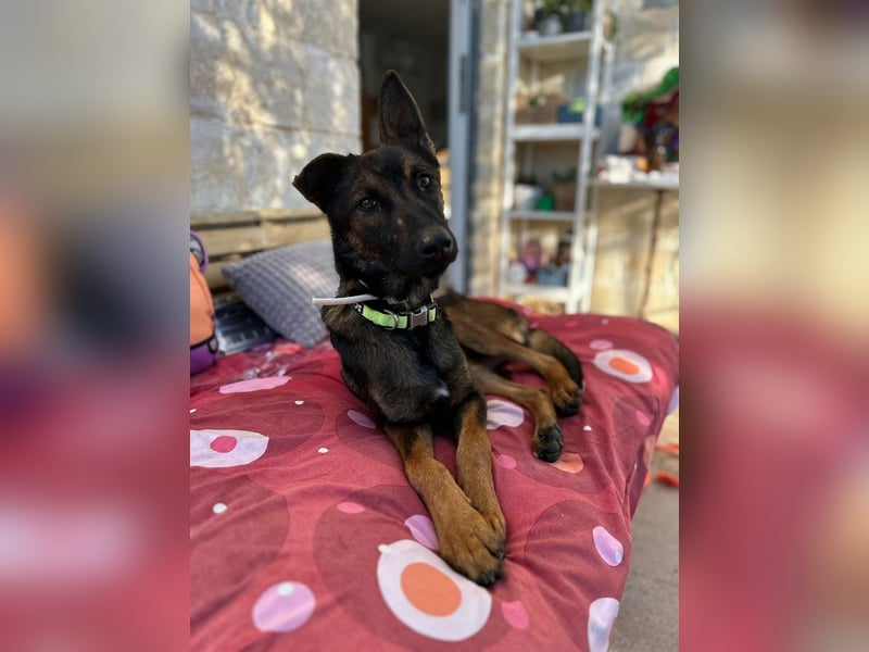 Charles sucht sein forever Home ❤️