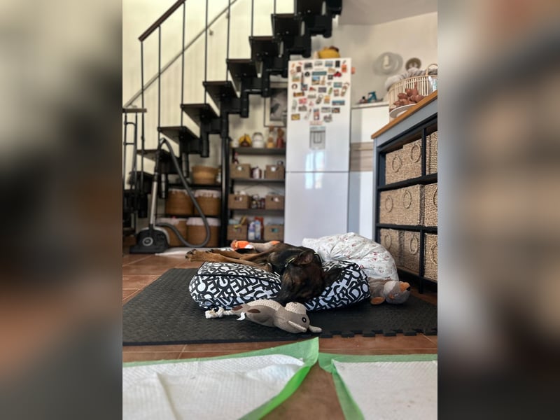 Charles sucht sein forever Home ❤️