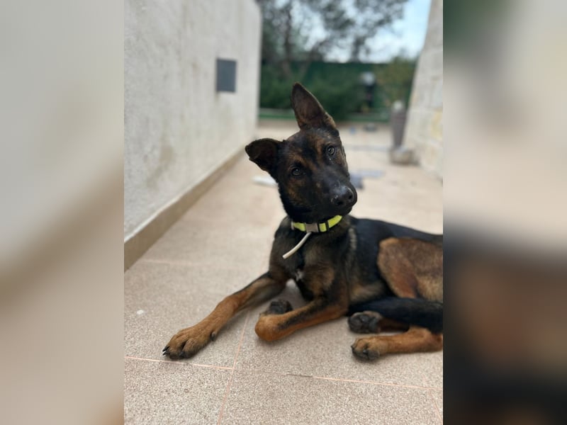 Charles sucht sein forever Home ❤️