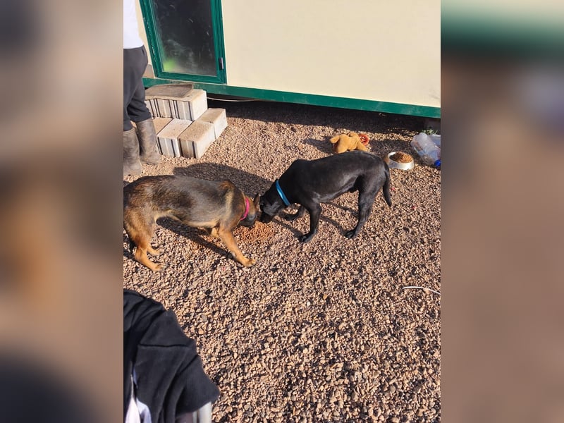 Charles sucht sein forever Home❤️