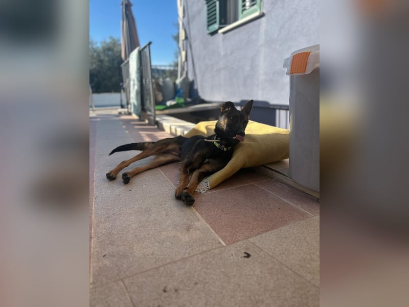 Charles sucht sein forever Home❤️