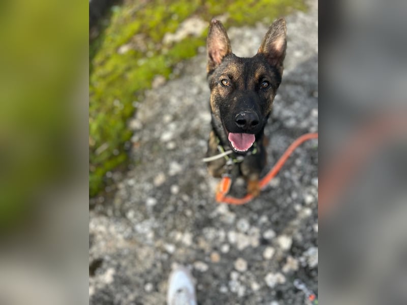 Charles sucht sein forever Home ❤️