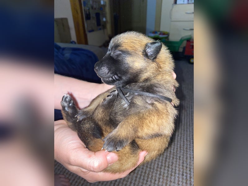 Belgischer Schäferhund (Malinois)