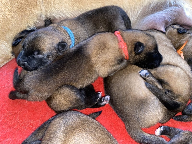 Belgischer Schäferhund (Malinois)