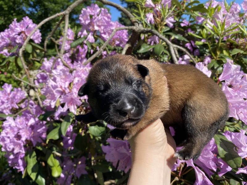 Belgischer Schäferhund (Malinois)