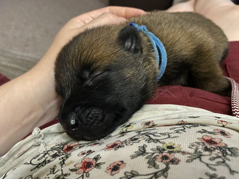 Belgischer Schäferhund (Malinois)