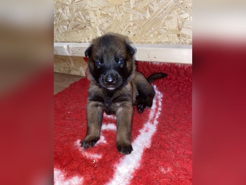Belgischer Schäferhund (Malinois) FCI