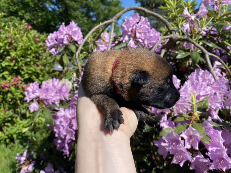 Belgischer Schäferhund (Malinois)
