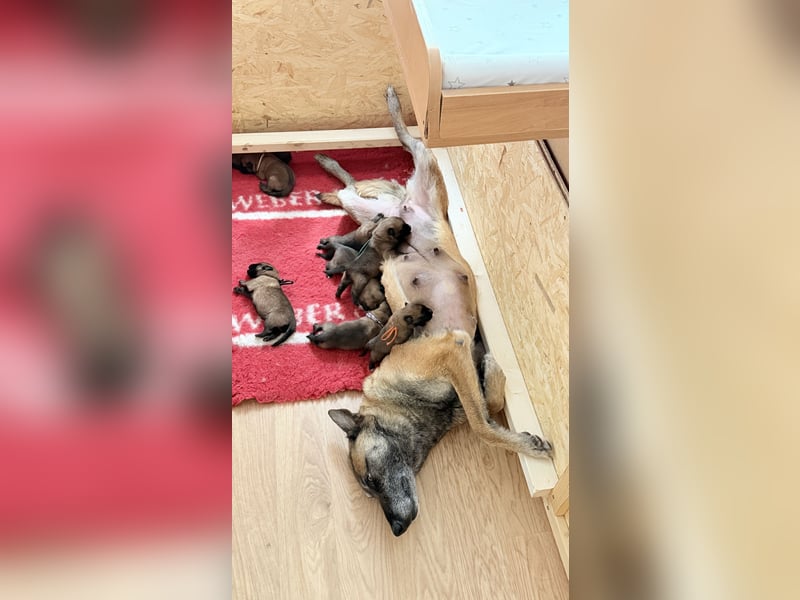Belgischer Schäferhund (Malinois)