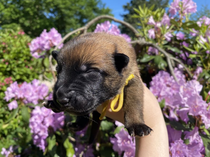 Belgischer Schäferhund (Malinois)