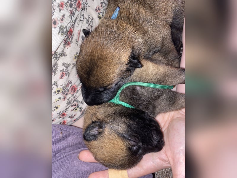 Belgischer Schäferhund (Malinois)