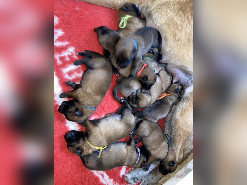 Belgischer Schäferhund (Malinois)