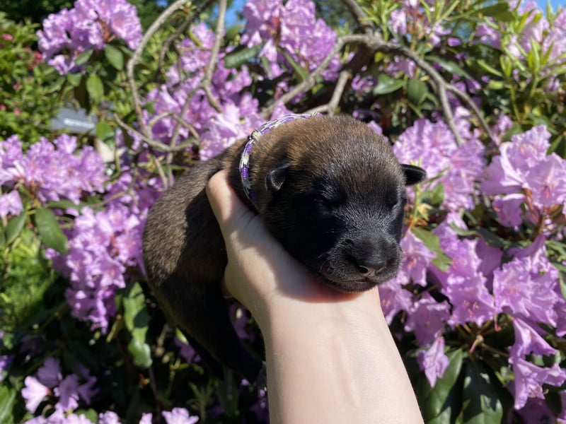 Belgischer Schäferhund (Malinois)