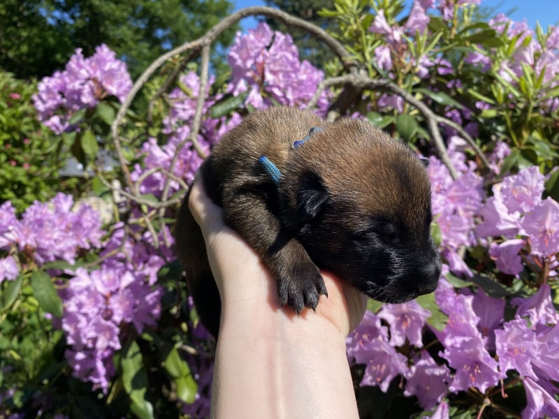 Belgischer Schäferhund (Malinois)