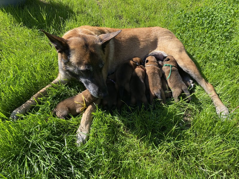 Belgischer Schäferhund (Malinois)