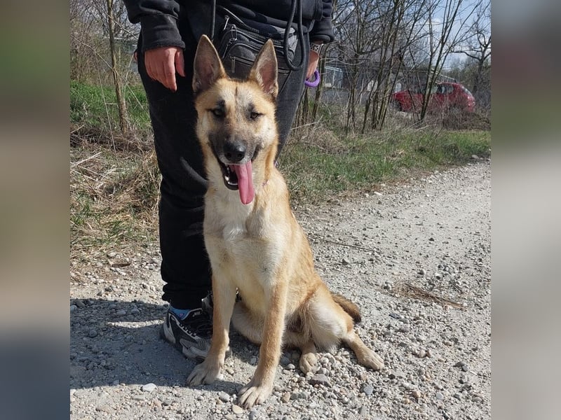 Keira eine sehr liebevolle Hündin