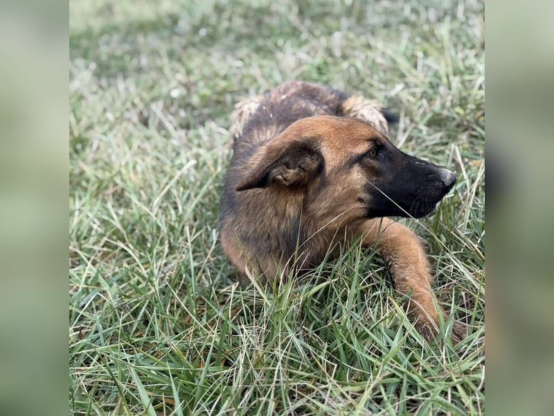 Tilly eine wundervolle Begleiterin fürs Leben