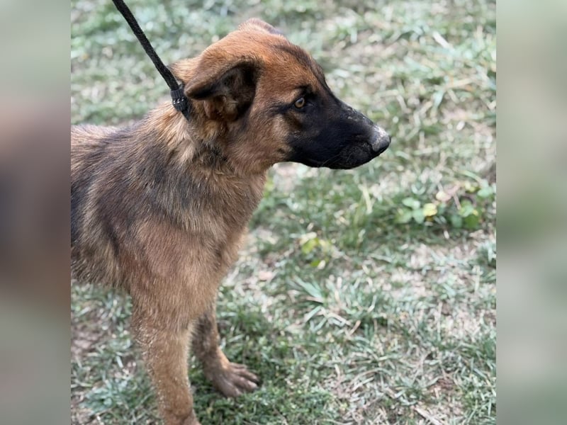 Tilly eine wundervolle Begleiterin fürs Leben